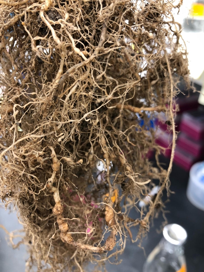 These tomato roots have been infected with southern root-knot nematodes (Meloidogyne incognita). The microscopic roundworms form galls or 