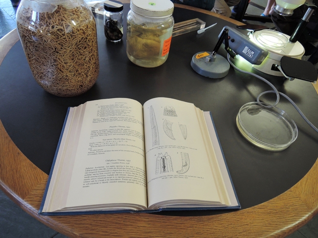 Like to learn about nematodes? You can see the nematode collection, read about them, and ask questions of the nematologists.(Photo by Kathy Keatley Garvey)