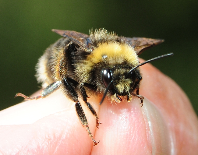 The Western bumble bee, Bombus occidentalis, is rapidly declining and is a candidate for the Endangered Species List. (Photo by Kathy Keatley Garvey)
