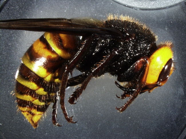 This image of an Asian giant hornet, Vespa mandarinia, is scheduled to appear in an upcoming journal article by Lynn Kimsey and colleagues Allan Smith-Pardo of the USDA and James Carpenter of the America Museum of History, New York. (Photo by Allan Smith-Pardo)