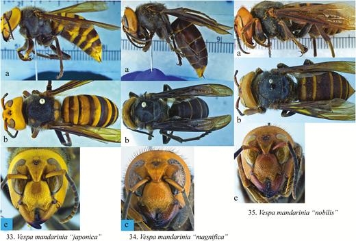 Vespa mandarina color forms. (a) Lateral view. (b) Dorsal view. (c) Front view of face. (Images by Allan Smith-Pardo, USDA)
