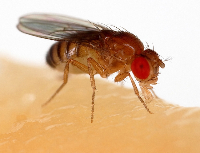 Drosophila melanogaster, known as the vinegar fly, is a widely used model organism for biological research. (Photo courtesy of Sanjay Archarya, Wikipedia)