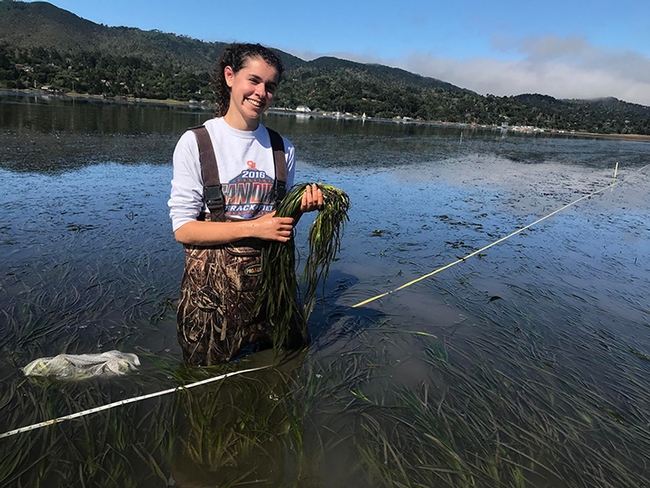 Naomi Murray with eelgrass at Tomales Bay. (Photo by Katie DuBois)