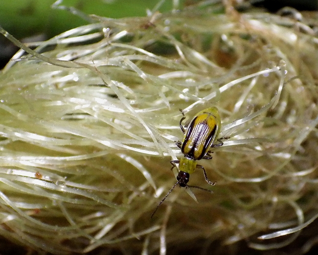 Corn rootworm adult feeding on silk. (Photo by Sarah Zukoff)