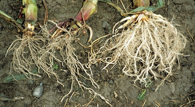 Corn rootworm damage. (Photo by Keith Waldron)