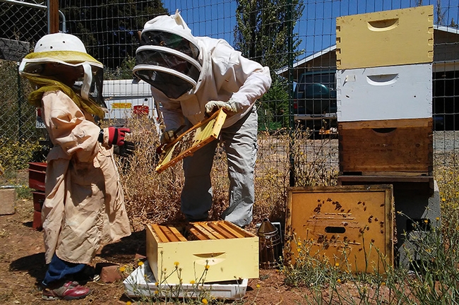 Master Beekeeper Amy Hustead and helper Jacob working the hives. Hustead is the first-ever Master Beekeeper in the California Master Beekeeper Program.