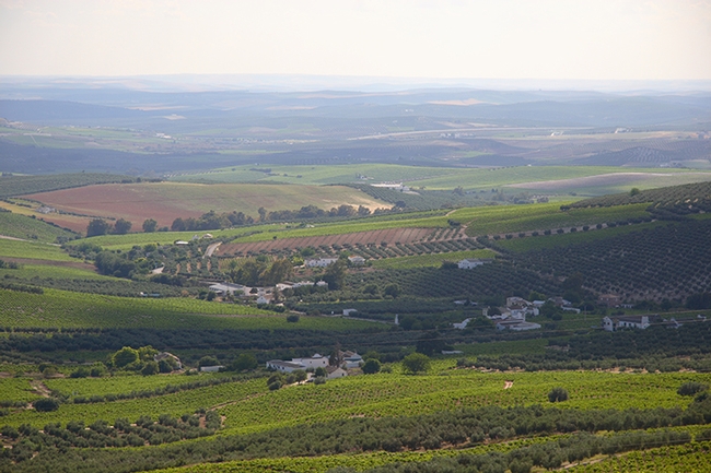Landscape showing vineyards in Montilla, Spain. (Photo credit: Consejo Regulador DOP 