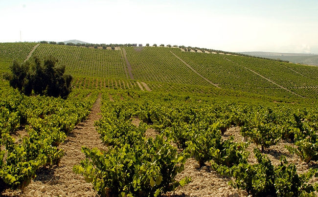 Close-up of vineyard in Montilla, Spain. (Photo credit: Consejo Regulador DOP 