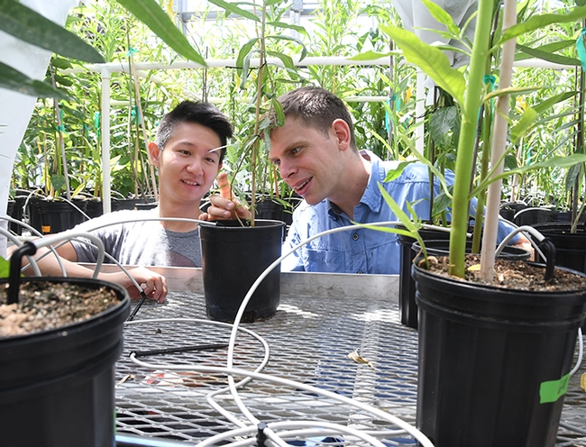 Micah Freedman (right) and his assistant Christopher James working in a UC Davis greenhouse where they reared monarchs. (Photo by Kathy Keatley Garvey)