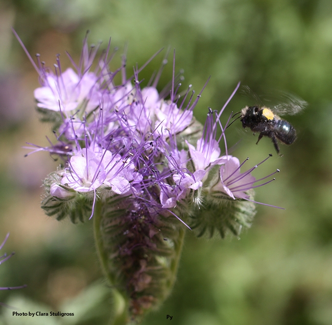 A blue orchard bee, Osmia lignaria (marked in yellow), heads for Phacelia tanacetifolia, also known as lacy phacelia. (Photo by Clara Stuligross)