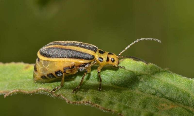 An adult goldenrod leaf beetle. (Photo courtesy of Andre Kessler)
