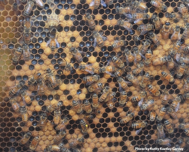 Bee colony at the Harry H. Laidlaw Jr. Honey Bee Research Facility as seen through an observation hive. (Photo by Kathy Keatley Garvey)