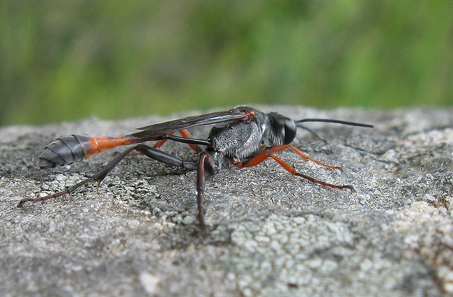 Ammophila ferrugineipes, a thread-waisted wasp. (Image by Jon Richfield, courtesy of Wikipedia)