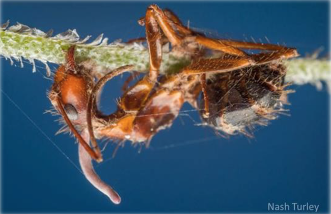 A Zombie ant. (Photo courtesy of Nash Turley)
