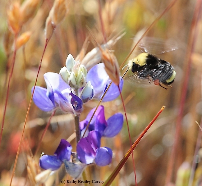 A yellow-faced bumble bee, Bombus vosnesenskii heading for lupine at the Hastings Natural History Reserve, Carmel Valley, Monterey County. (Photo by Kathy Keatley Garvey)