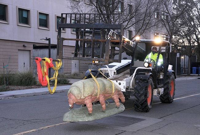 The water bear or tardigrade sculpture on its way to being installed at 7 a.m., Wednesday, Feb. 3 at the Bohart Museum of Entomology. (Photo by Lynn Kimsey)