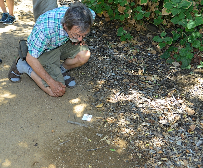 Professor Phil Ward looks for ants at the UC Davis Department of Entomology and Nematology's bee garden, the Häagen-Dazs Honey Bee Haven. (Photo by Kathy Keatley Garvey)