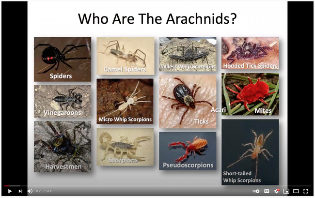 Lacie Newton, a doctoral student in the Jason Bond, talks about arachnids in this video.  (Screen shot) 