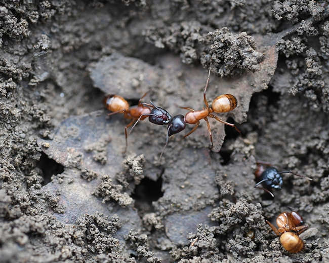 Carpenter ants, Camponotus semitestaceus, in Alamo Creek Park, Vacaville. Members of the Phil Ward lab will discuss a variety of ants at two presentations: one on Feb. 13 and on Feb. 20.(Photo by Kathy Keatley Garvey)