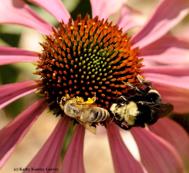 A honey bee and yellow-faced bumble bee, Bombus vosnesenskii, sharing a purple coneflower. Christine Casey will speak on bees from 12:15 to 12:45, Tuesday, Feb. 23.(Photo by Kathy Keatley Garvey)
