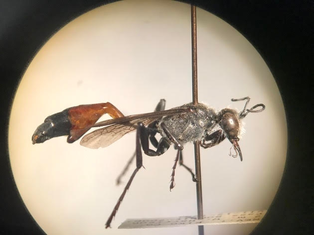 This is an image of a  parasitized Ammophila azteca taken under a microscope, with two visibly protruding Paraxenos lugubrious (Strepsiptera) parasites visible on the top and bottom of the abdomen. (Image by RJ Millena)