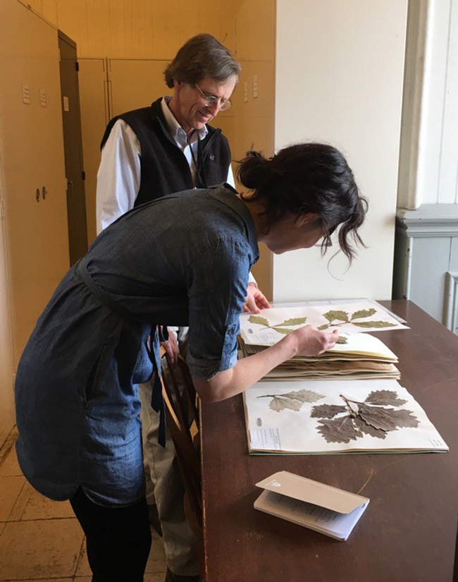 Urban landscape entomologist Emily Meinke working with Dave Barrington, director of the Pringle Herbarium at the University of Vermont. (Photo by Aimée Classen)