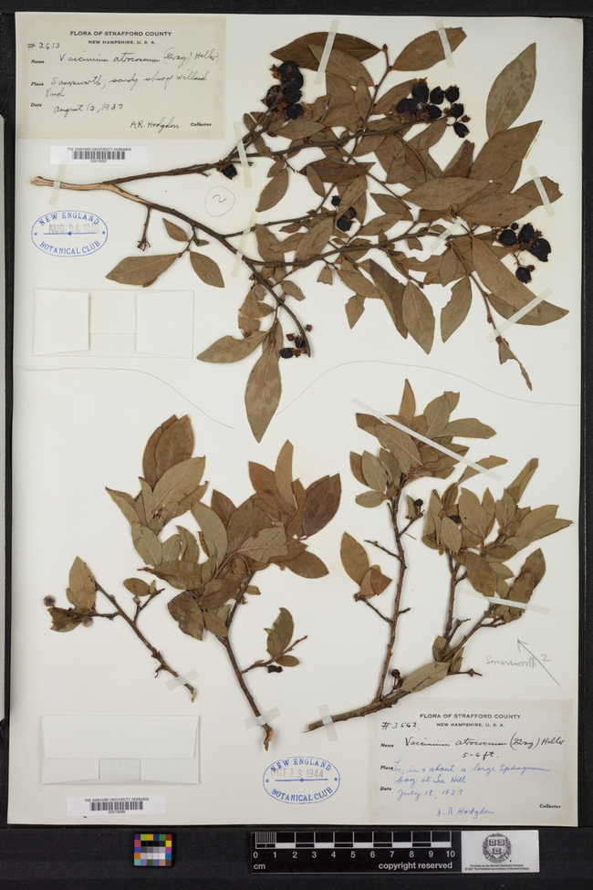 Two herbarium specimens of Vaccinium corymbosum, highbush blueberry collected in the 1930s and housed at the Harvard University Herbaria. Within the image, there are several instances of insect herbivore chewing damage that exemplifies the damage quantified in this study. Link: https://bit.ly/3t7FL5S