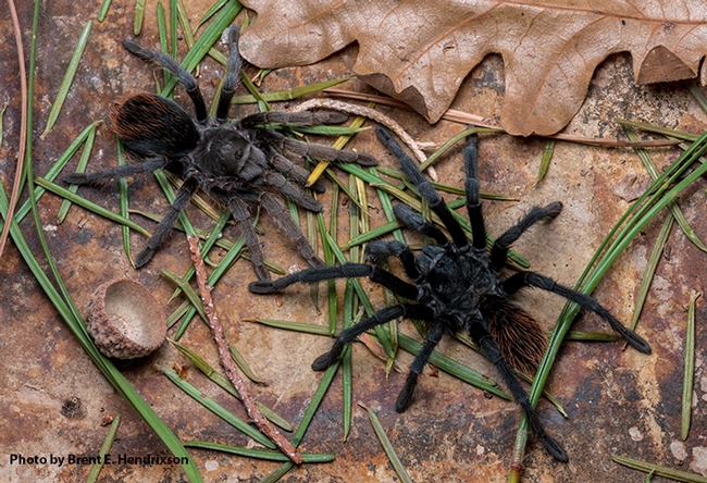 Chris Hamilton of the University of Idaho will present a UC Davis seminar on tarantula diversity on April 21. This is an undescribed species collected on the mountain ranges, the Sky Islands, in southeastern Arizona. (Photo by Brent E. Hendrixson)