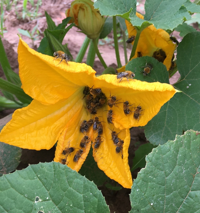 Squash bees are among the insects that Margarita López-Uribe of Pennsylvania State University studies.