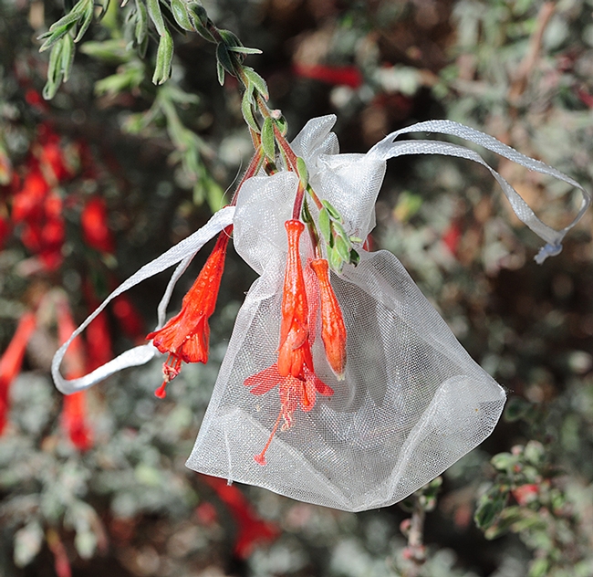 Community ecologist Rachel Vannette's bagged blossoms of California fuchsia in the UC Davis Arboretum and Public Garden led to her discovery of a new species of bacteria, Acinetobacter rathckeae, named for note botanist Beverly Rathcke. (Photo by Kathy Keatley Garvey)