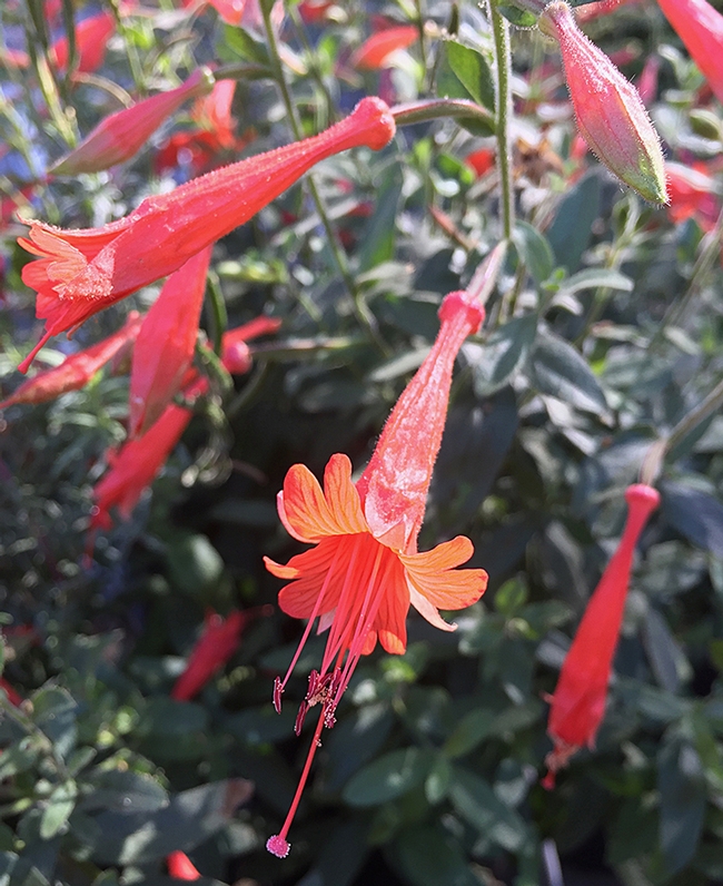 A photo of California fuchsia from the UC Davis Arboretum and Public Garden. (Photo by Rachel Vannette)