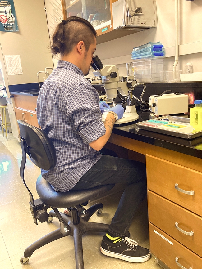 Postdoctoral fellow Sergio Hidalgo Sotelo of the Joanna Chiu lab working on his research.