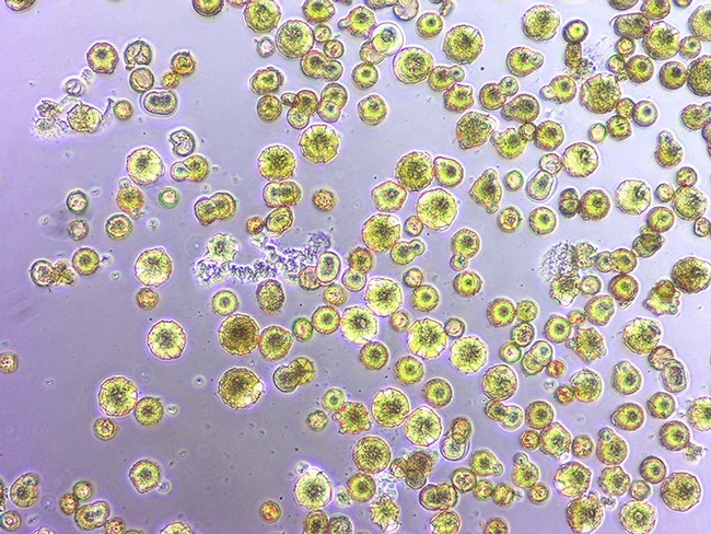 This image shows what the pollen looks like with Acinetobacter pollinis SCC477. Many of the pollen grains are germinating and bursting. (Image by Shawn Christensen)
