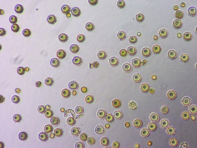 This image shows what the pollen looks like without Acinetobacter pollinis SCC477 after 24 hours. The pollen grains are not germinating and remain whole. (Image by Shawn Christensen)