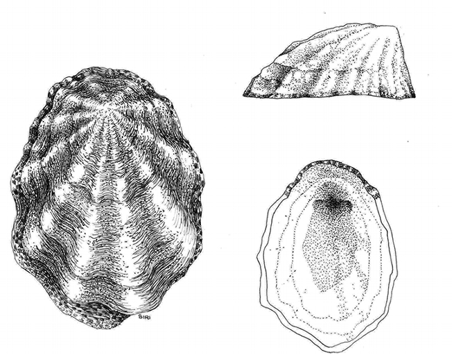 This is the rough limpet, Lottia digitalis, as sketched by Lynn Siri Kimsey as a teenager working on a San Francisco Bay intertidal invertebrate project. (Illustration by Lynn Siri Kimsey)