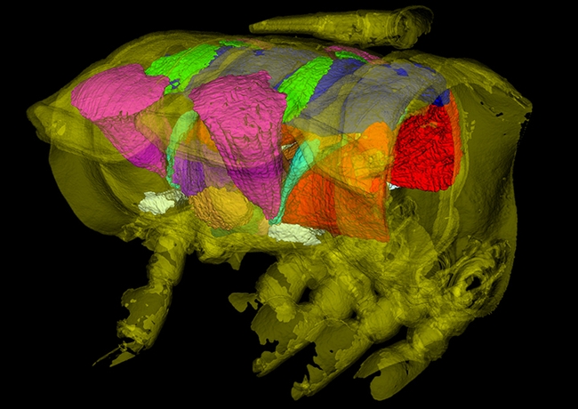 Megan Ma used 3D imaging techniques to map this millipede anatomy. For this particular image,  she took a 3D x-ray scan of the male flat-backed millipede (Pseudopolydesmus serratus) and reconstructed it into a 3D figure. “Visualizing millipede anatomy using this method allows me to view the internal anatomy of the specimen without dissection,” she said. (Megan Ma image)