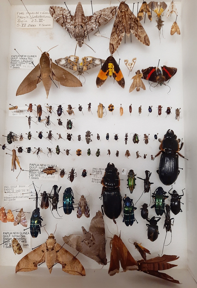 Some of the specimens that the Bohart Museum is gifting to Atatürk University, Turkey.