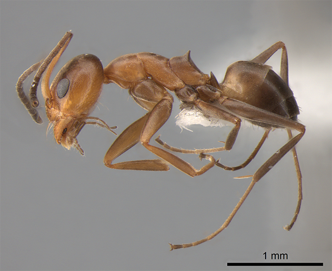 In the ant genus Dorymyrmex, a rapidly evolving group of similar-looking species includes this specimen of Dorymyrmex “pr01” collected by Jill Oberski in Paraná, Brazil. Oberski, a fifth-year doctoral candidate in the Phil Ward lab, is president of the UC Davis Entomology Graduate Student Association.