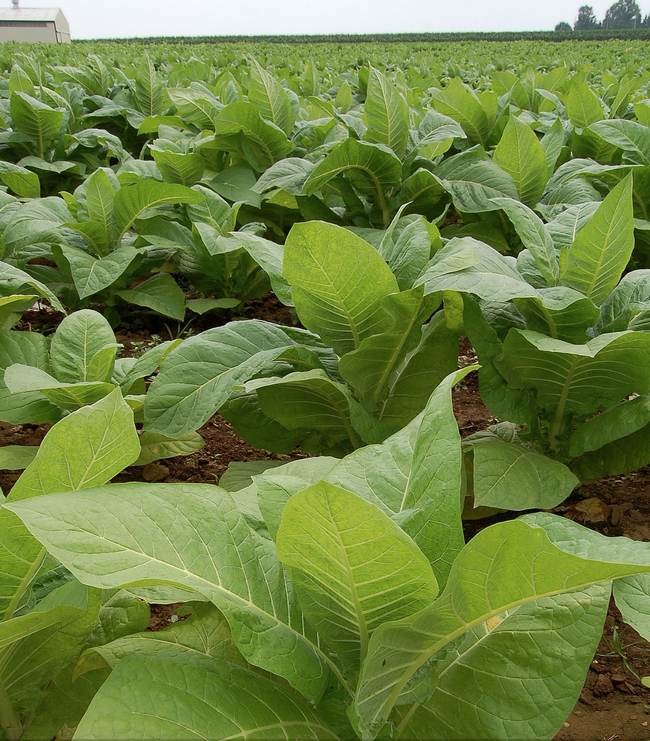 A patch of tobacco (Nicotiana tabacum)  in a field in Intercourse, PA.  (Photo by Derek Ramsey, courtesy of Wikipedia)