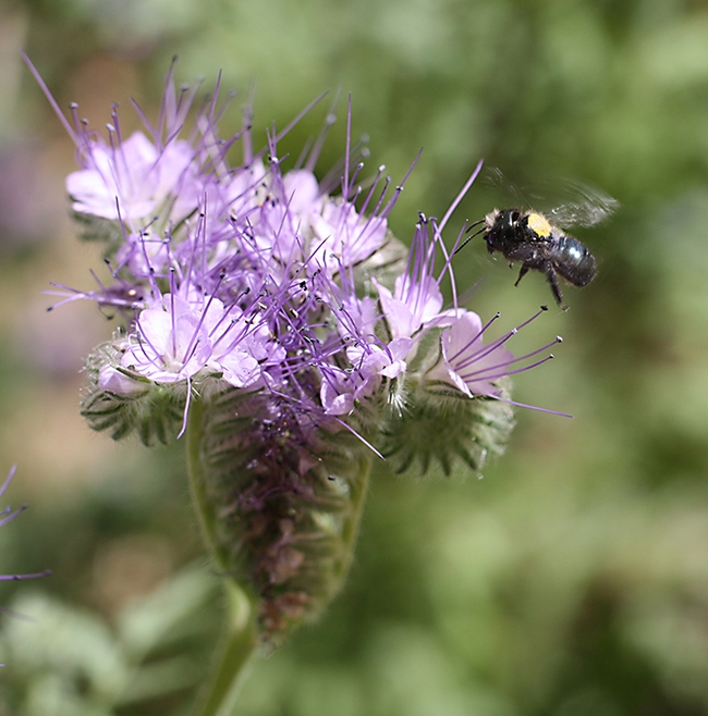 A blue orchard bee, Osmia lignaria, foraging on lacy phacelia, Phacelia tanacetifolia, at the research site at UC Davis. The blue metallic bee is marked with the researchers' yellow stripe in this image. (Photo by Clara Stulligross)