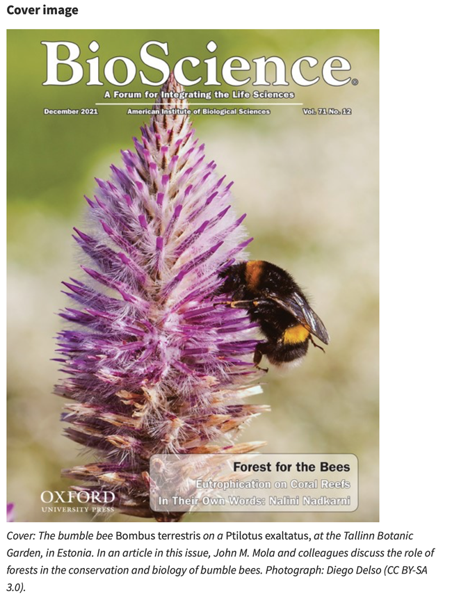 The current edition of Bioscience, shows the cover image of a Bombus terrestris nectaring on a pink mula mulla, Ptilotus exaltatus. (Photo by John Mola)