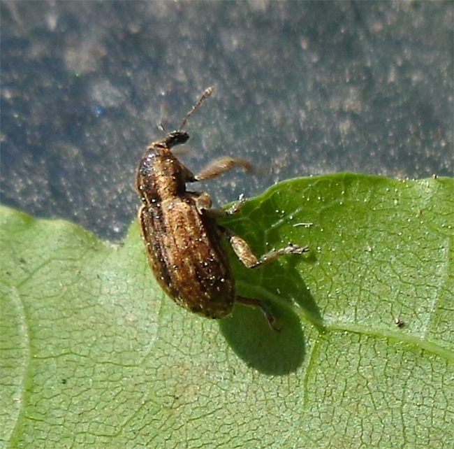 The alfalfa weevil, Hypera postica. (Courtesy of Wikipedia)
