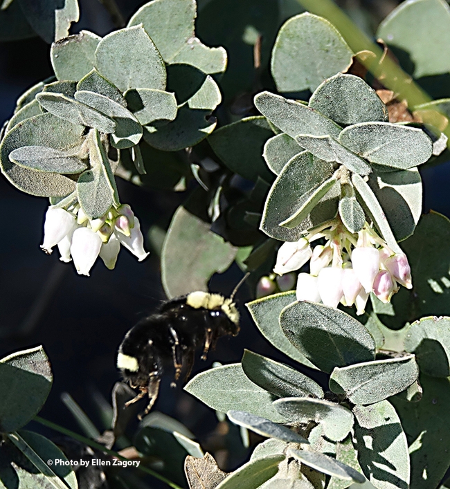 Ellen Zagory captured this image of a bumble bee at 2:30 p.m., Jan. 1 in the UC Davis Arboretum and Public Garden to co-win the contest. Professor Neal Williams, pollinator ecologist, identified it as a yellow-faced bumble bee, Bombus vosnesenskii.