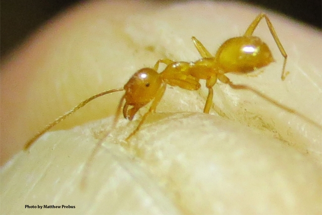 This is the species (Lasius nr. atopus) that inspired the initial stages of the project. (Photo by Matthew Prebus)
