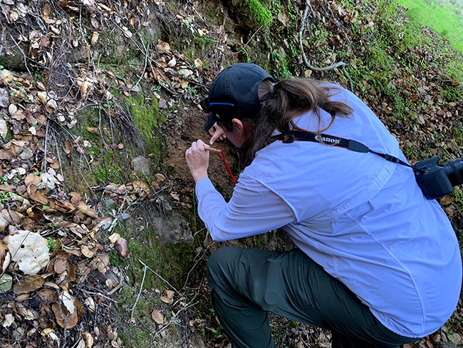 Doctoral candidate Lacie Newton of the Jason Bond lab digging out a trapdoor spider, genus Aliatypus, at the Moore Creek Park in Napa County.