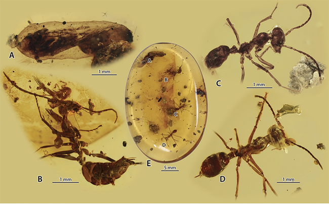 Overview of the Kachin amber piece and its syninclusions. (Figure from the research article in Zoological Journal of the Linnean Society.)