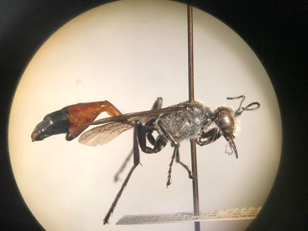 This image of a parasitized Ammophila azteca beneath a microscope is the work of RJ Millena.