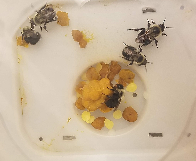 This image shows the  experimental microcolonies of Bombus impatiens in the UC Davis lab. The developing brood is in the center. (Photo courtesy of Danielle Rutkowski)