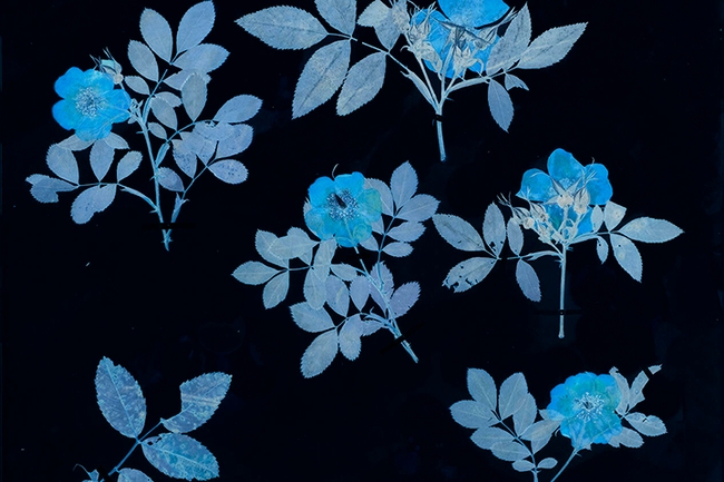Artwork by Leah Sobsey of the University of North Carolina for “In Search of Thoreau’s Flowers: An Exploration of Change and Loss” exhibition, Harvard Museum of Natural History, Digitized cyanotype.