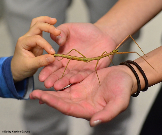 California Honey Festival visitors can hold stick insects at the Bohart Museum of Entomology booth. (Photo by Kathy Keatley Garvey)